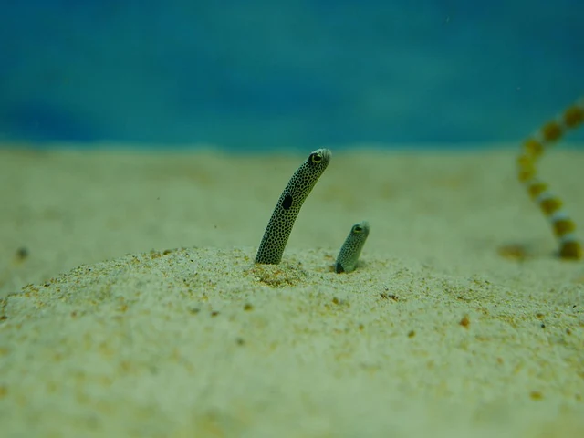 Eel