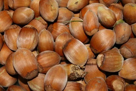 Giresun Hazelnuts – Natural, Fresh & Local