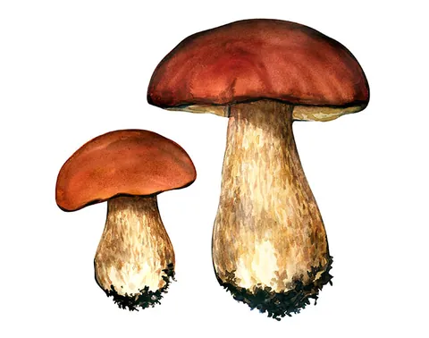 Boletus Mushroom