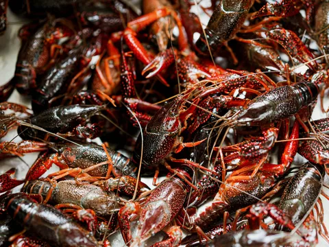 Kerevit Pastırması