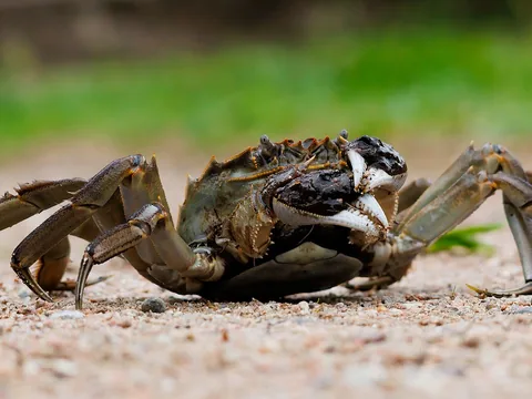 Yengeç kıskaç eti (500 gram)