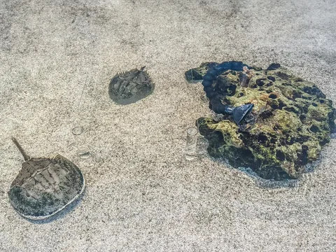 Yumuşak Kabuklu Mavi Yengeç (140-200 Gr)